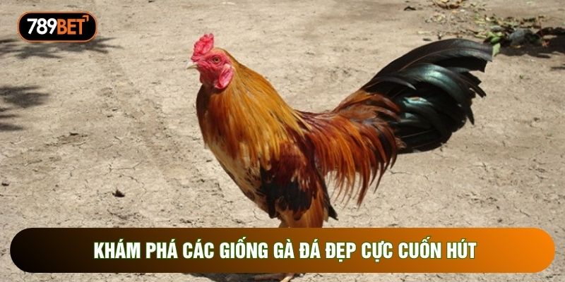Khám phá các giống gà đá đẹp cực cuốn hút Khám phá các giống gà đá đẹp cực cuốn hút