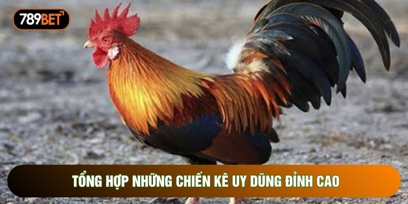 Tổng hợp những chiến kê uy dũng đỉnh cao Tổng hợp những chiến kê uy dũng đỉnh cao